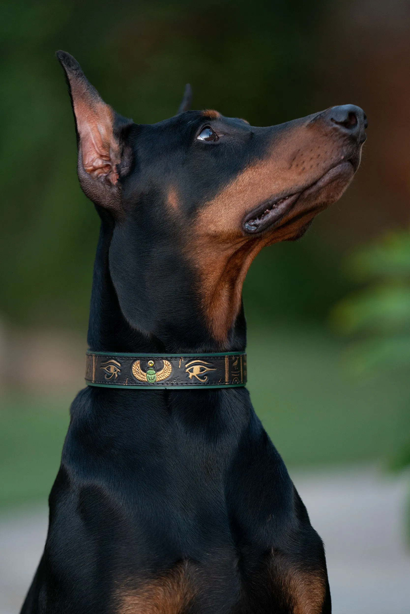 Ancient Egyptian Eye of Ra and Horus Dog Collar