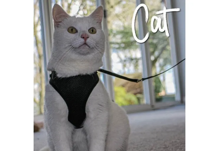 Ancol - Soft Cat Harness - Pink - Small