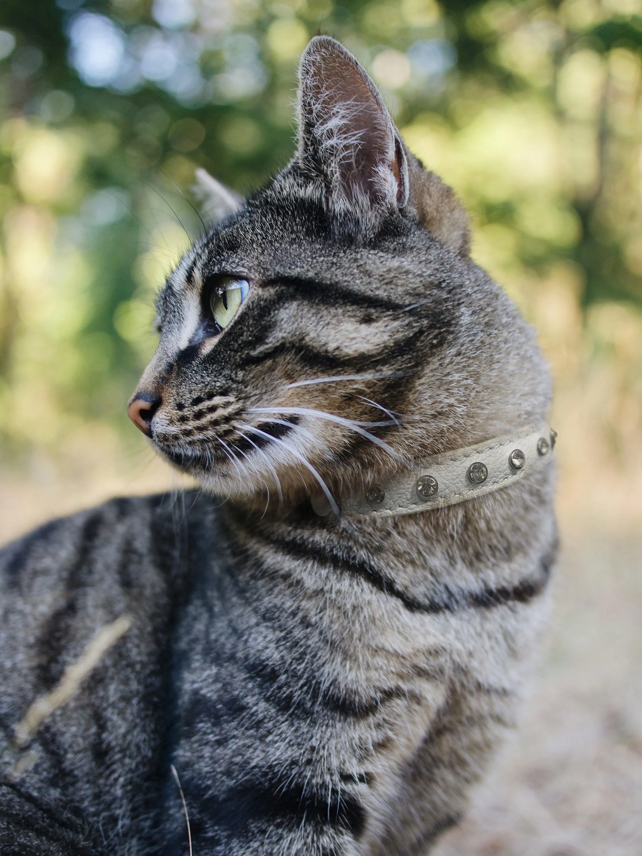 Athens Cat Collars