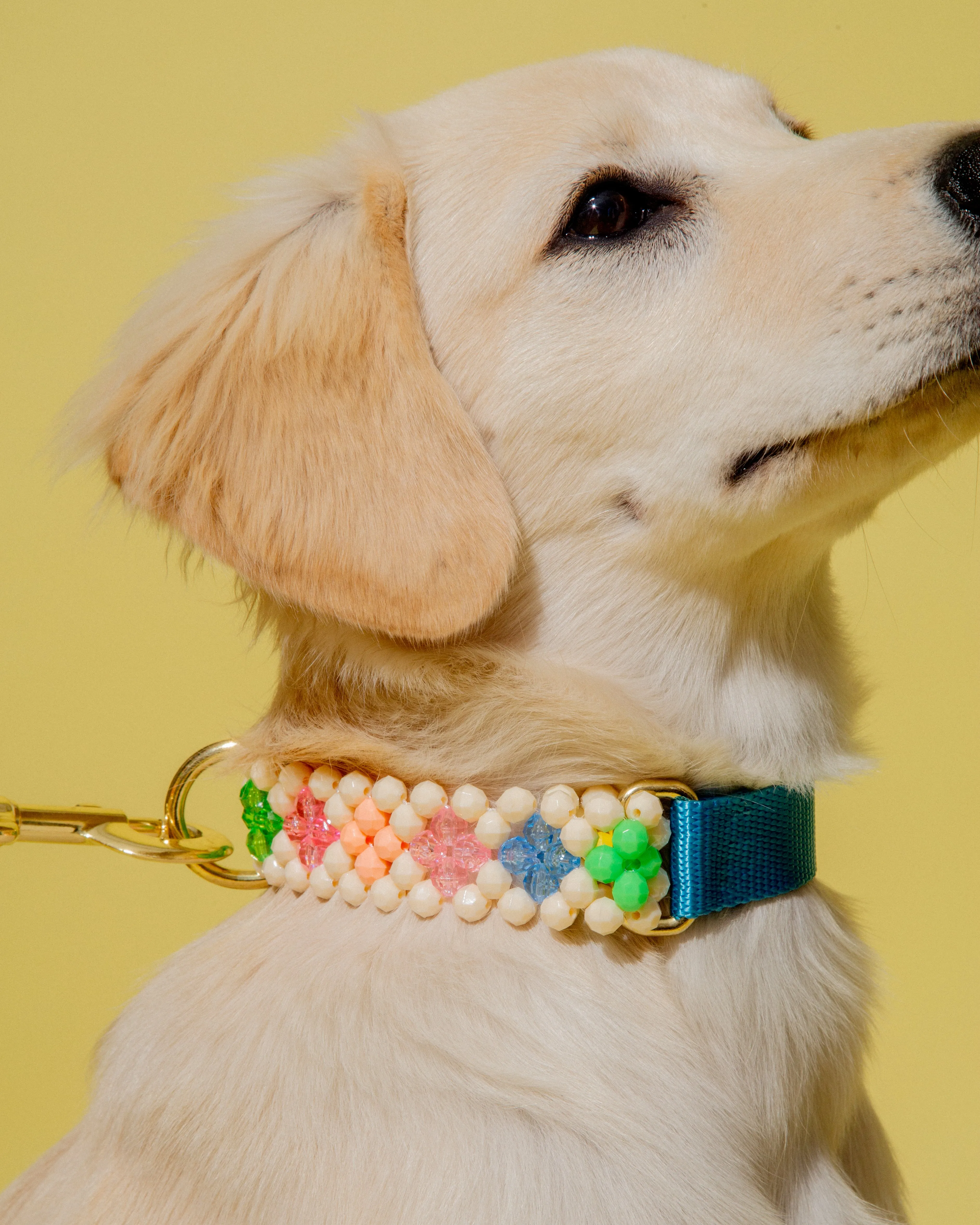 Broadway Dog Collar and Leash