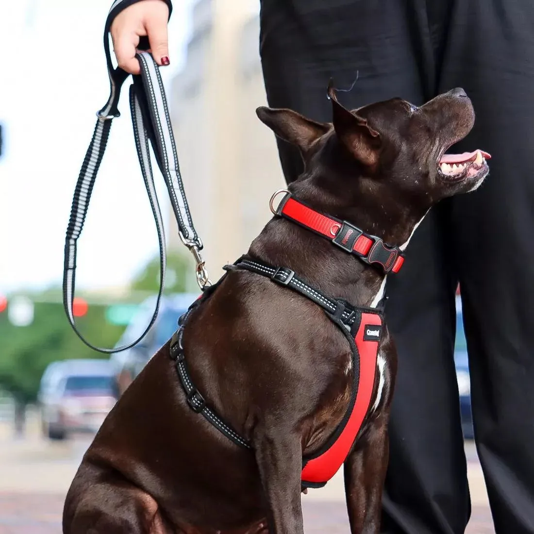 Coastal Pet Products Inspire Adjustable Dog Collar in Red