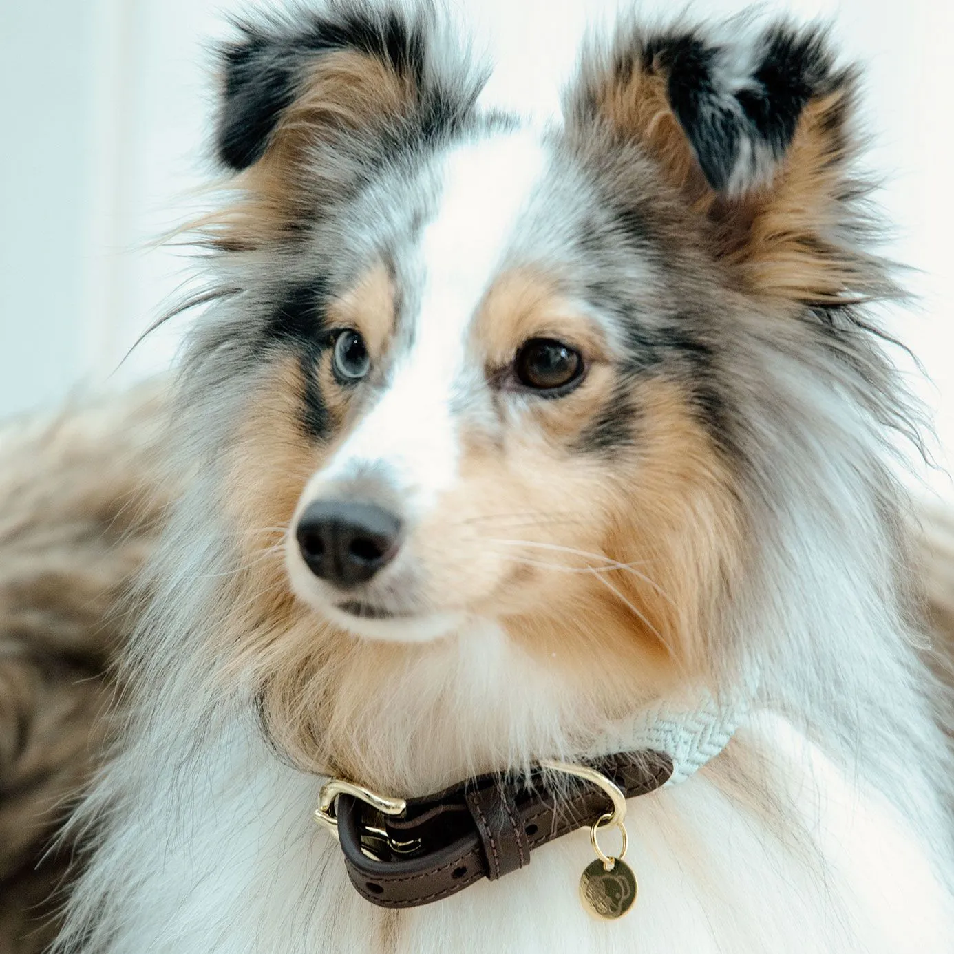 Kentucky Dogwear Jacquard Dog Collar - Light Blue