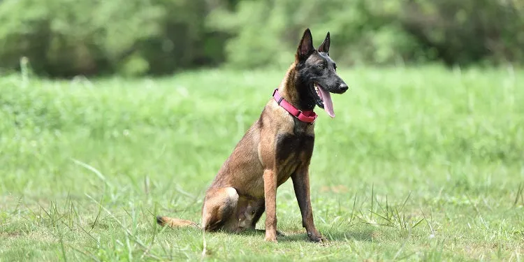 Martingale Collar