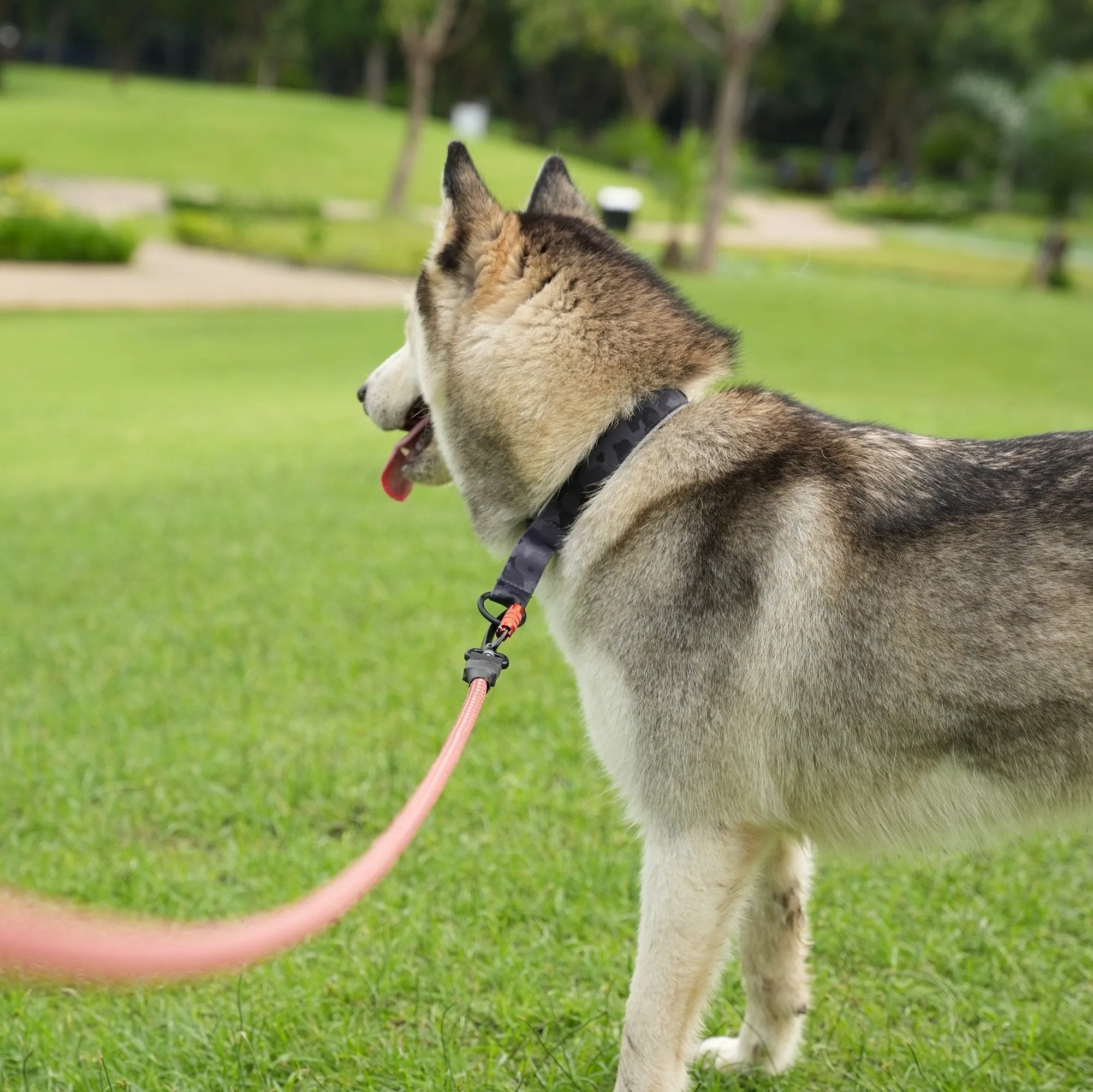 Martingale Reflective Comfort Collar | Comfortable Dog Collar