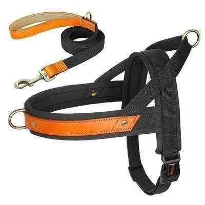 Posh Padded Dog Collar Set