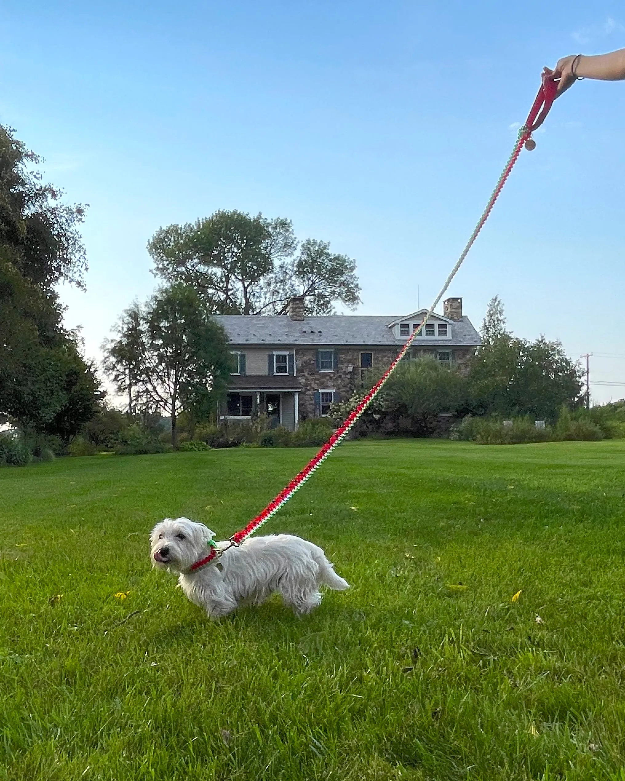 Watermelon Dog Collar and Leash