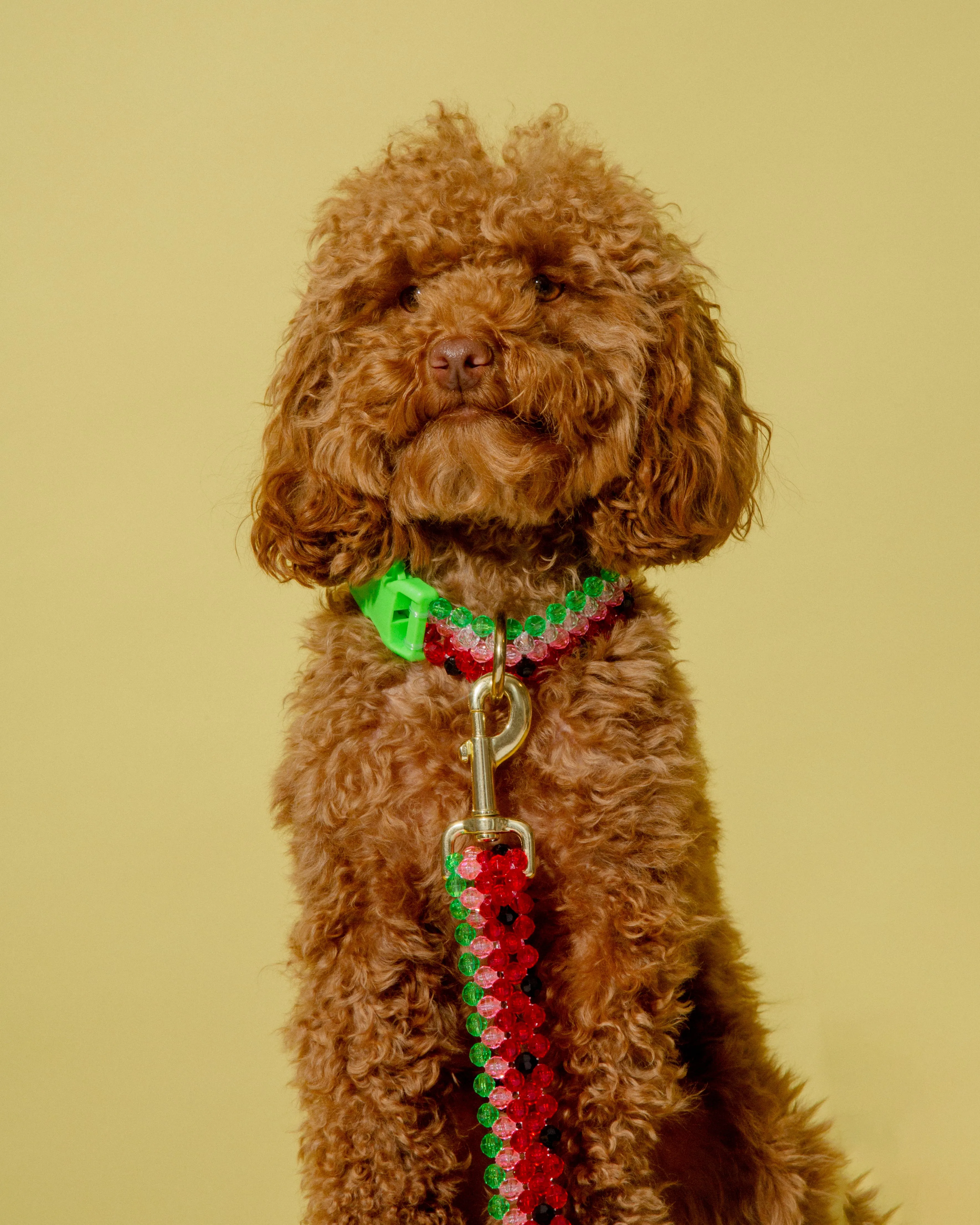 Watermelon Dog Collar and Leash