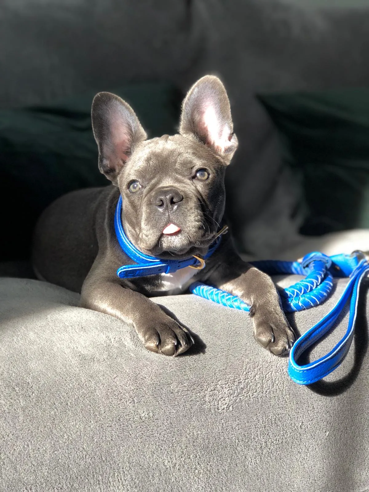 Willow Walks leather collar in cobalt blue