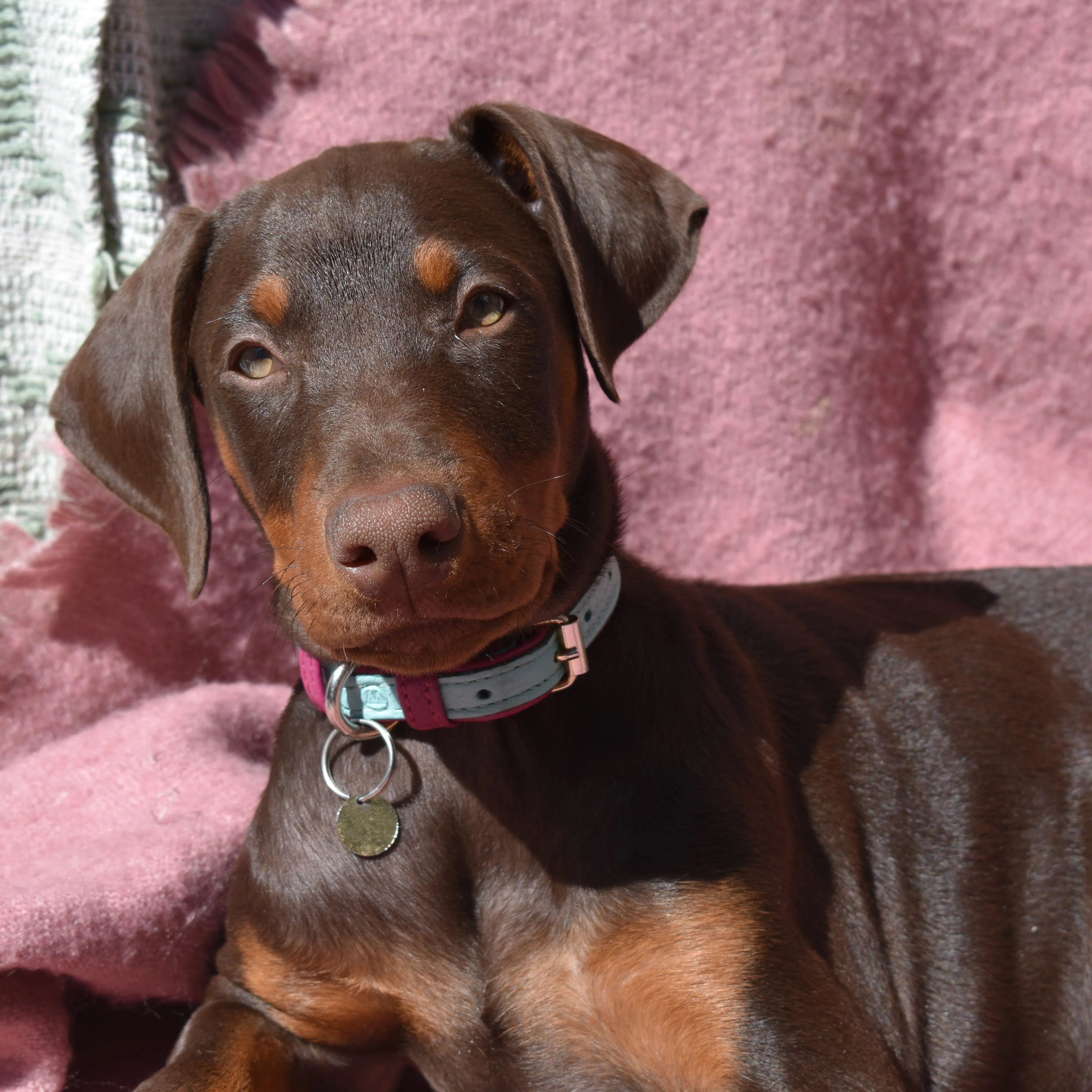 Willow Walks leather collar in two tone aqua and fuchsia