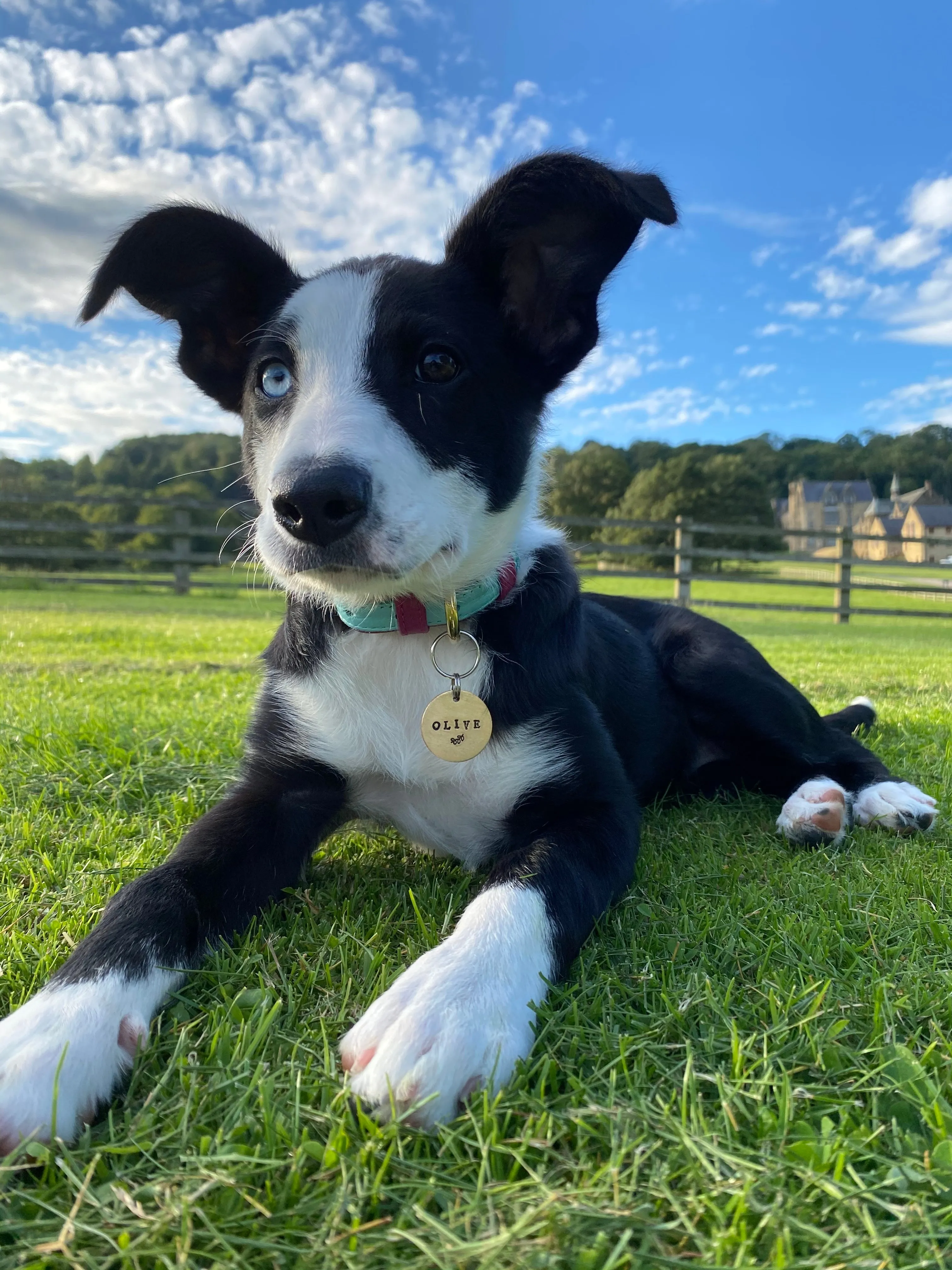 Willow Walks leather collar in two tone aqua and fuchsia