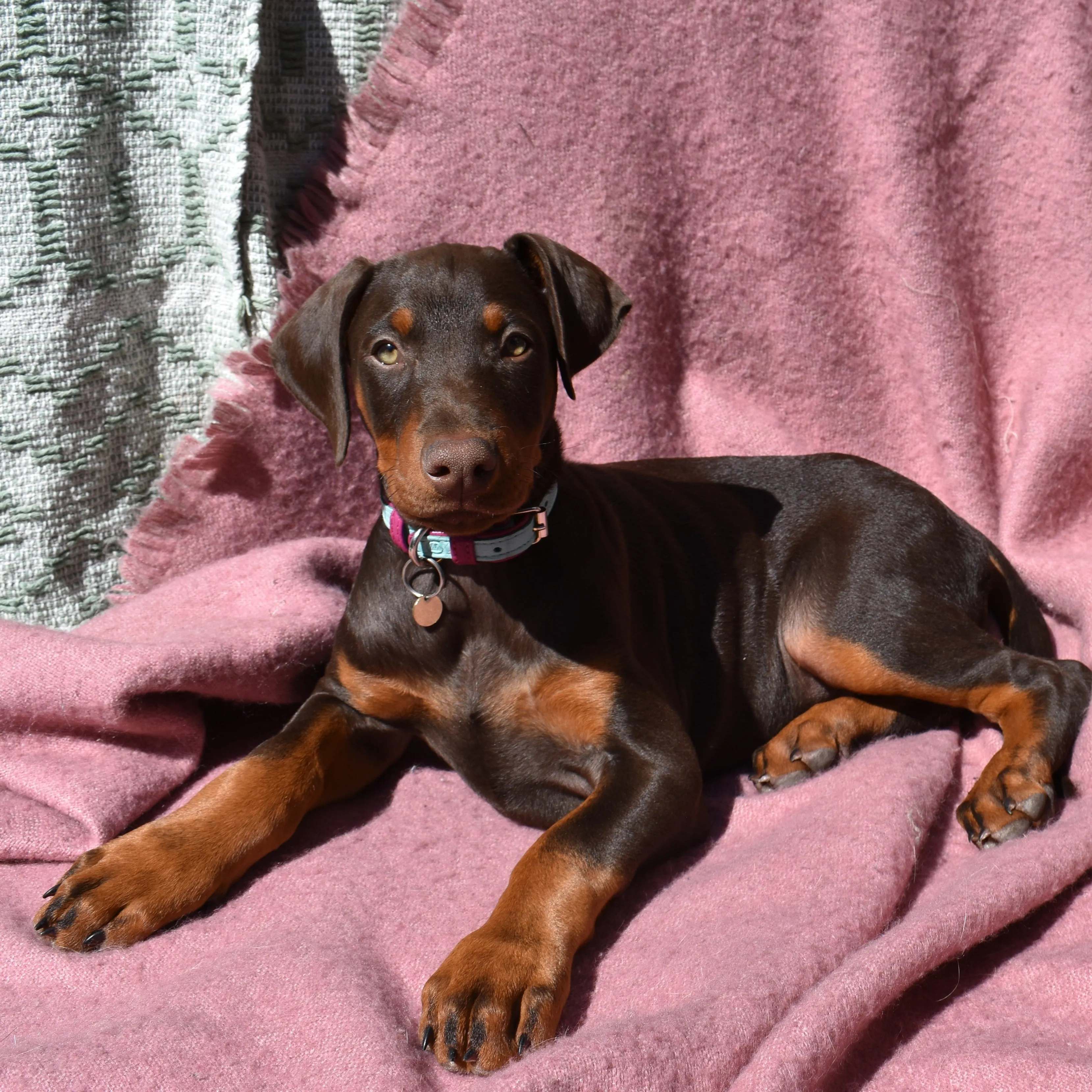 Willow Walks leather collar in two tone aqua and fuchsia