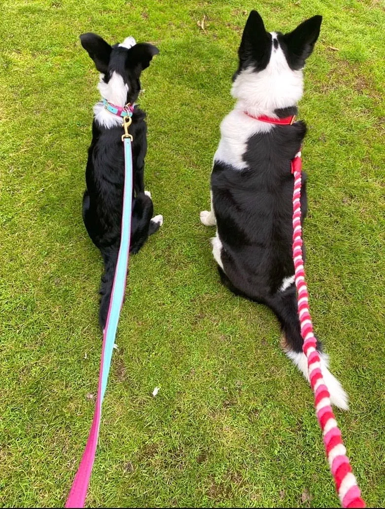 Willow Walks leather collar in two tone red and fuchsia